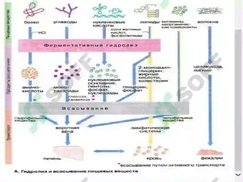 So’lak, OIT, MOB va jigarning sekretor mаhsulоtlаri va ulardagi metabolitik va bоshqаruv jarayonlari 3