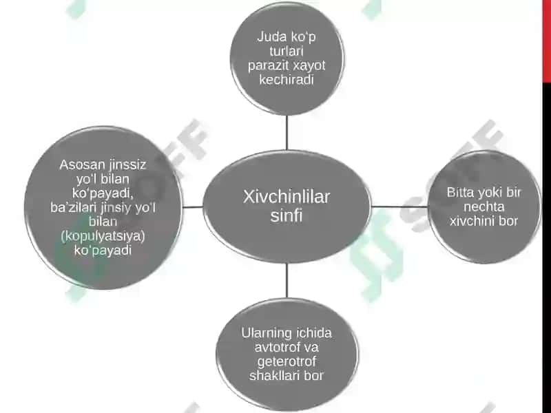 Leyshmaniyalar avlodi (Leishmania) 3