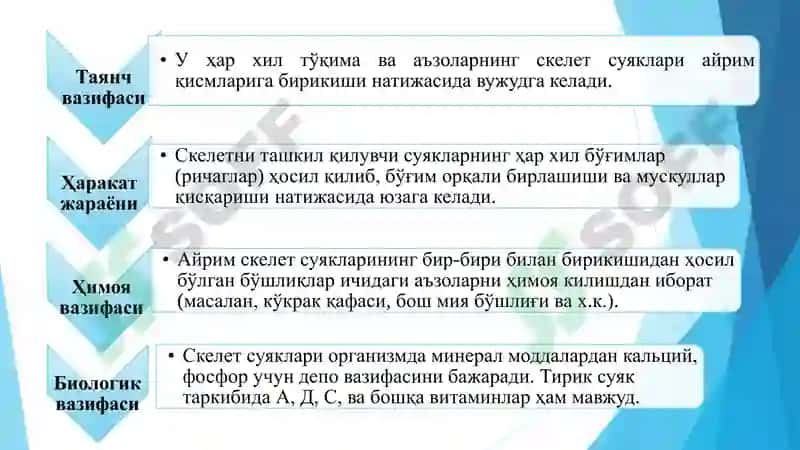 ОСТИОЛОГИЯ 3