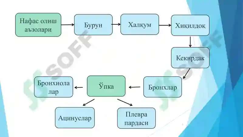 НАФАС ОЛИШ / nafas olish 3