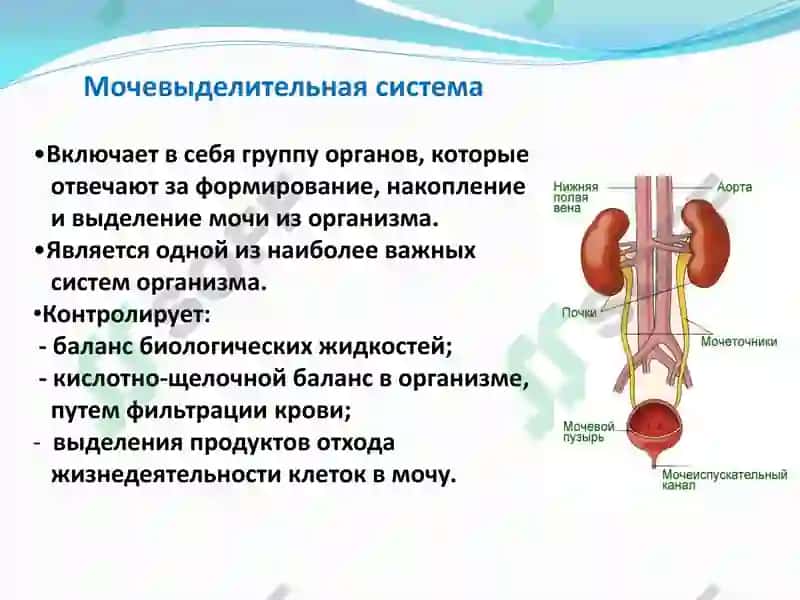 Функциональная анатомия мочевыделительной системы 3