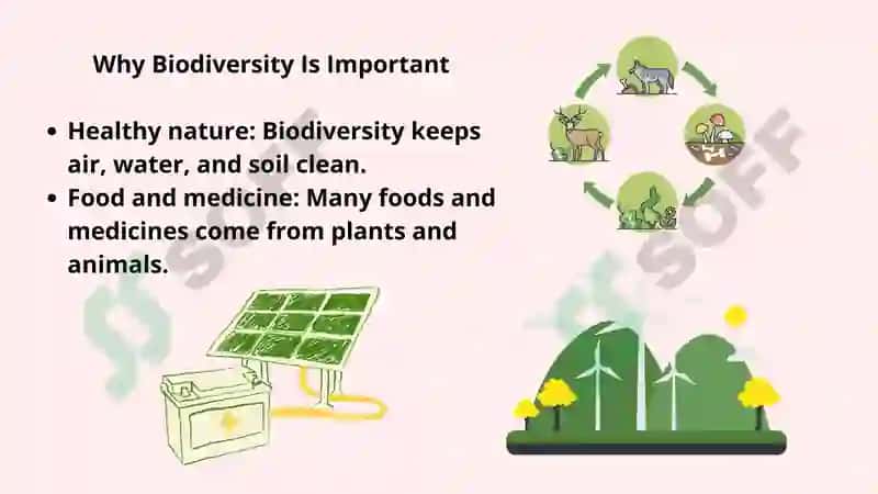 The Importance of Biodiversity Conservation 3