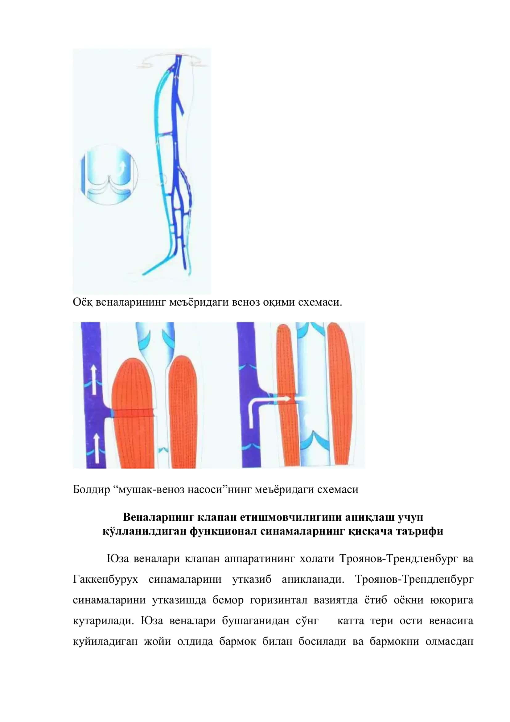Оёк веналарининг анатомияси ва физиологияси 3
