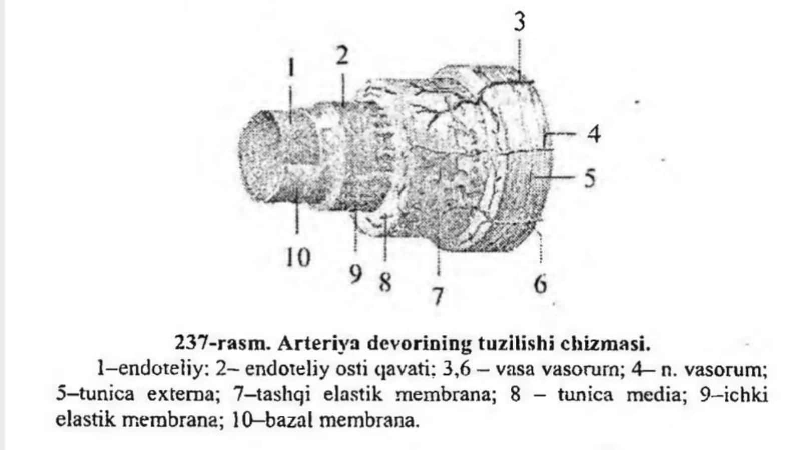 Arteriyalarning tarqalish qonuniyatlari 3