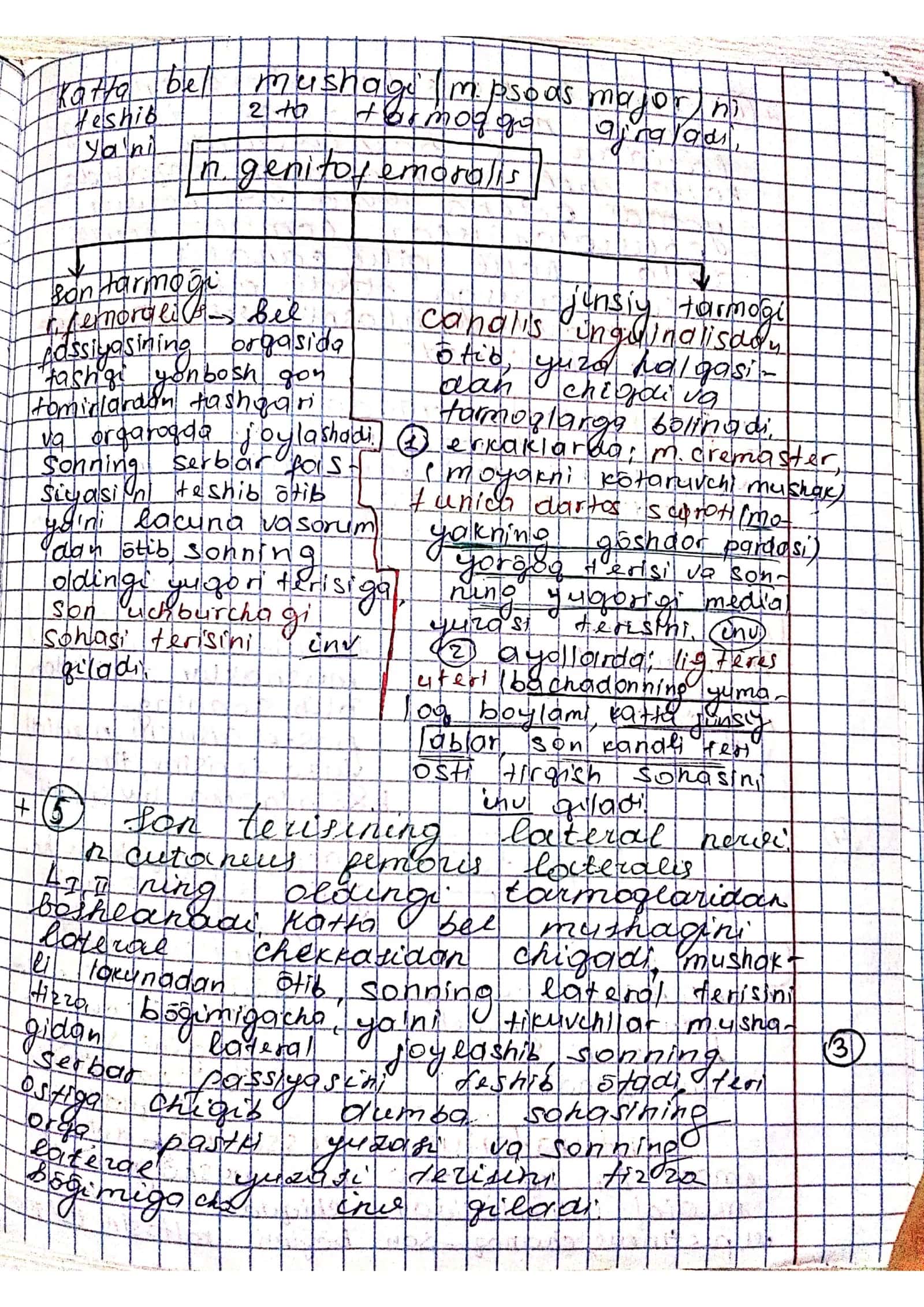 Bel va dumgʻaza chigali 3