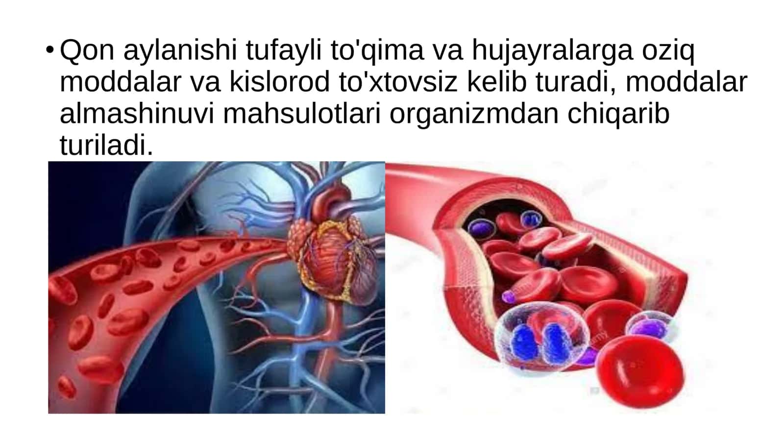 8-Sinf Biologiya: “Qon Aylanishining Ahamiyati” Taqdimot 3