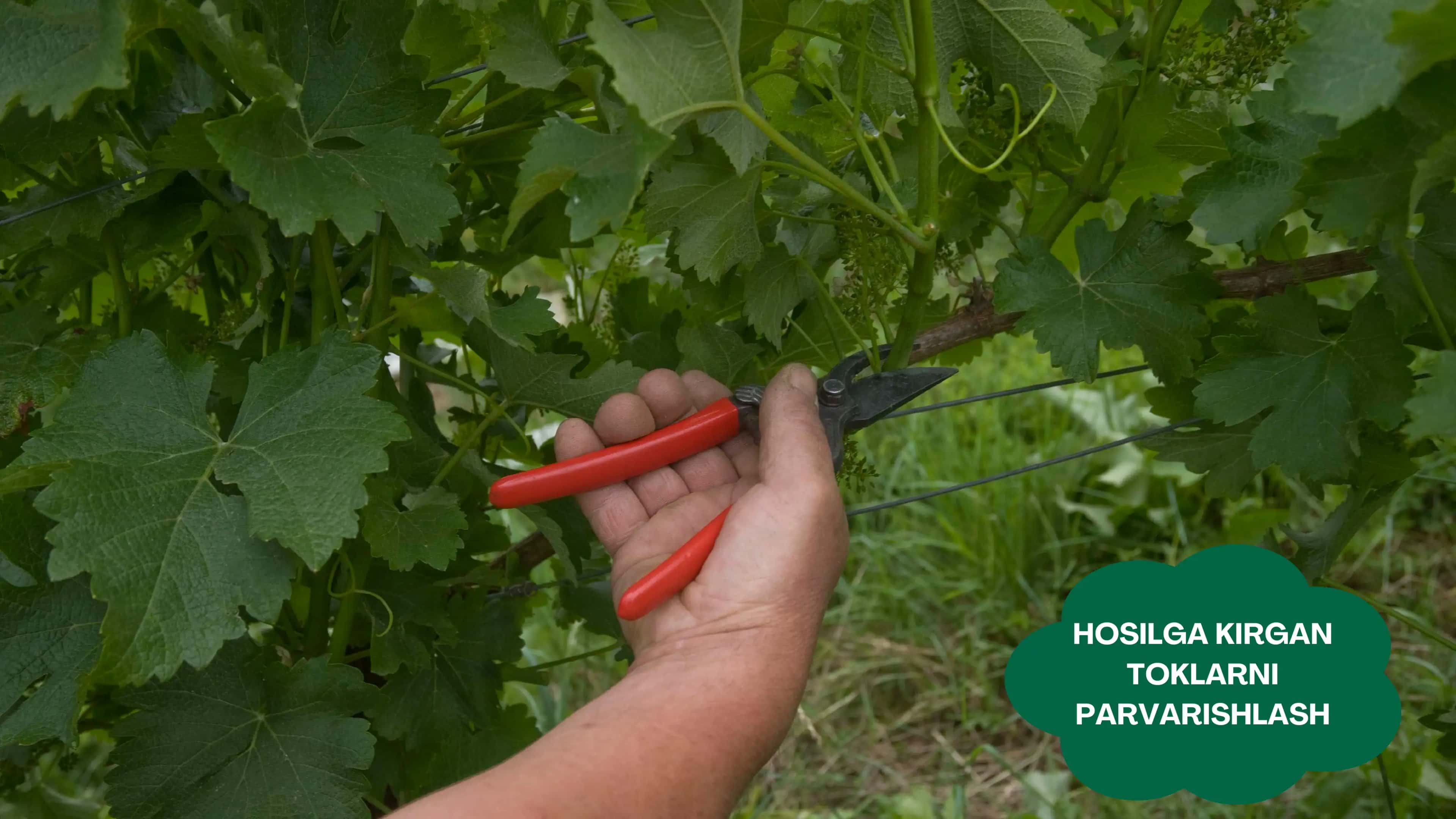 Hosilga kirgan toklar agrotexnikasi 3