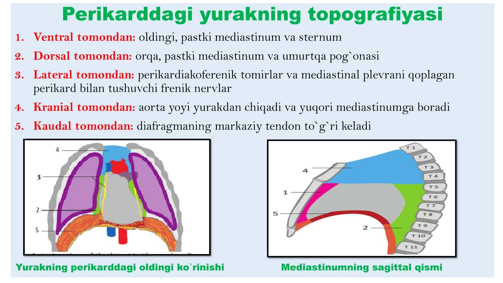 Normal yurak anatomiyasi 3