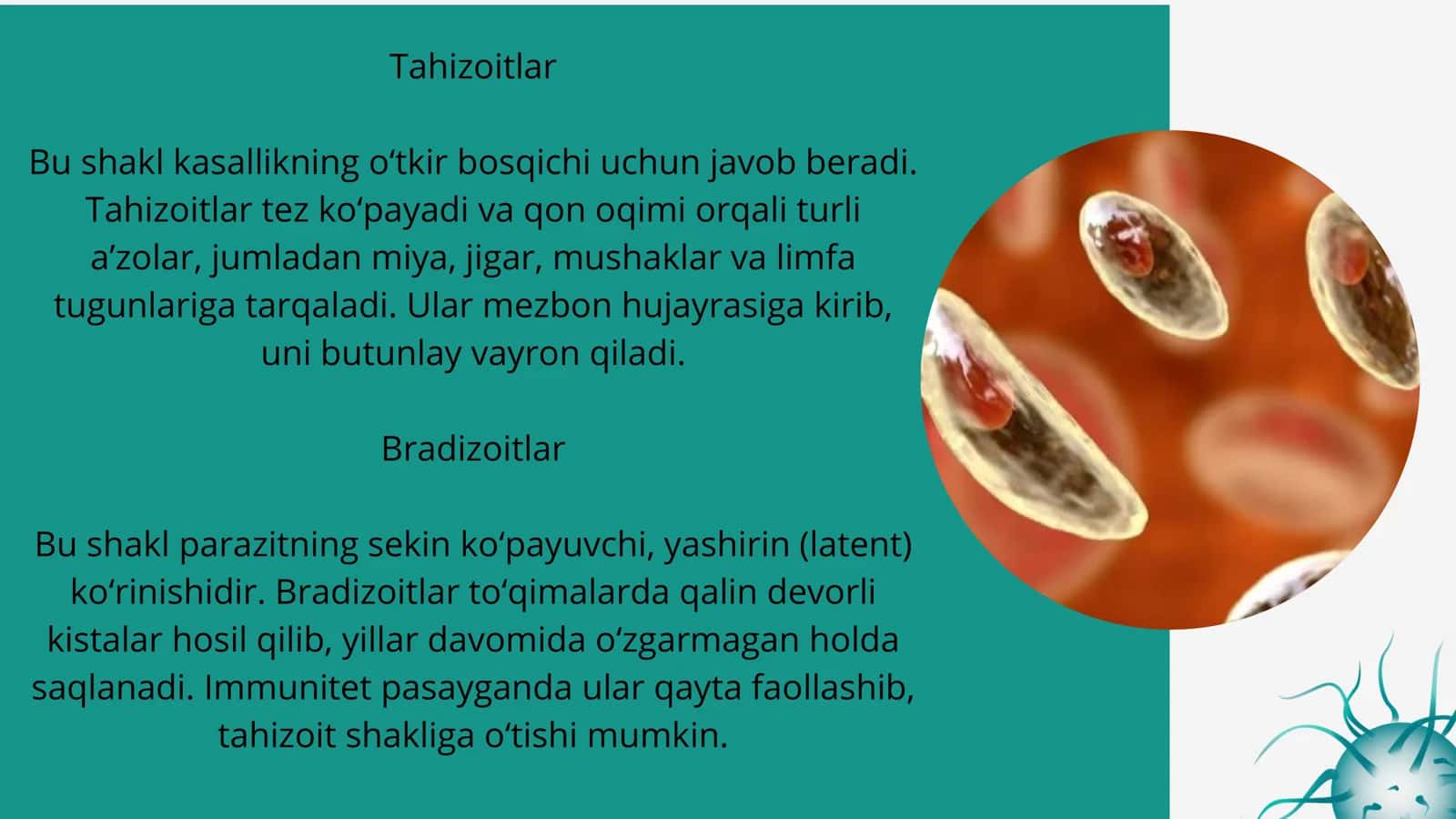 Toksoplazmoz kasalligining qo‘zg‘atuvchisi 3