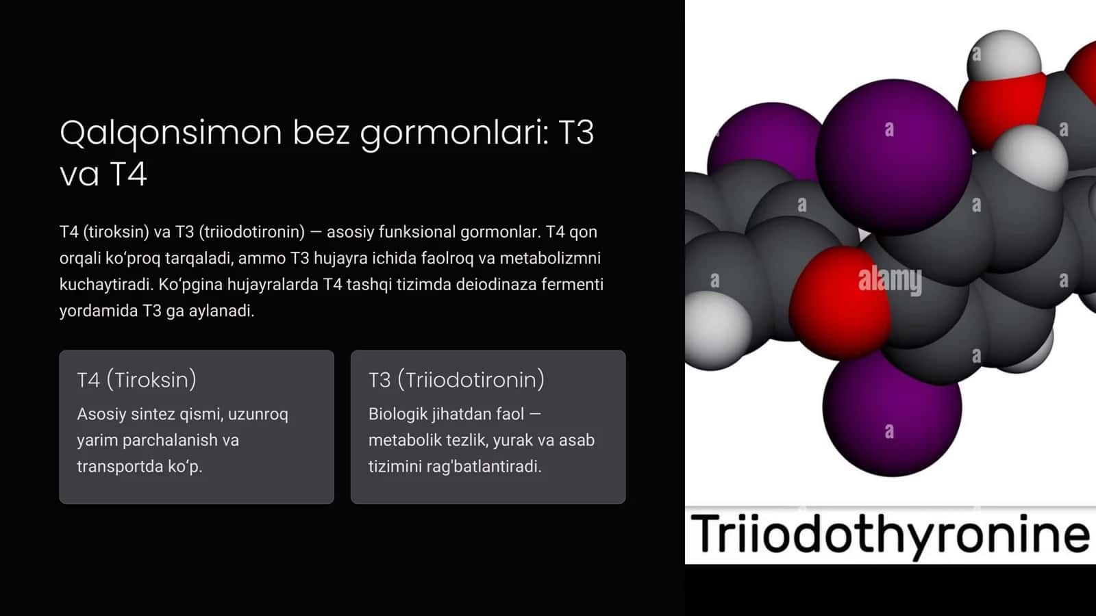 Qalqonsimon bez garmonlari: Organizm uchun ahamiyati 3