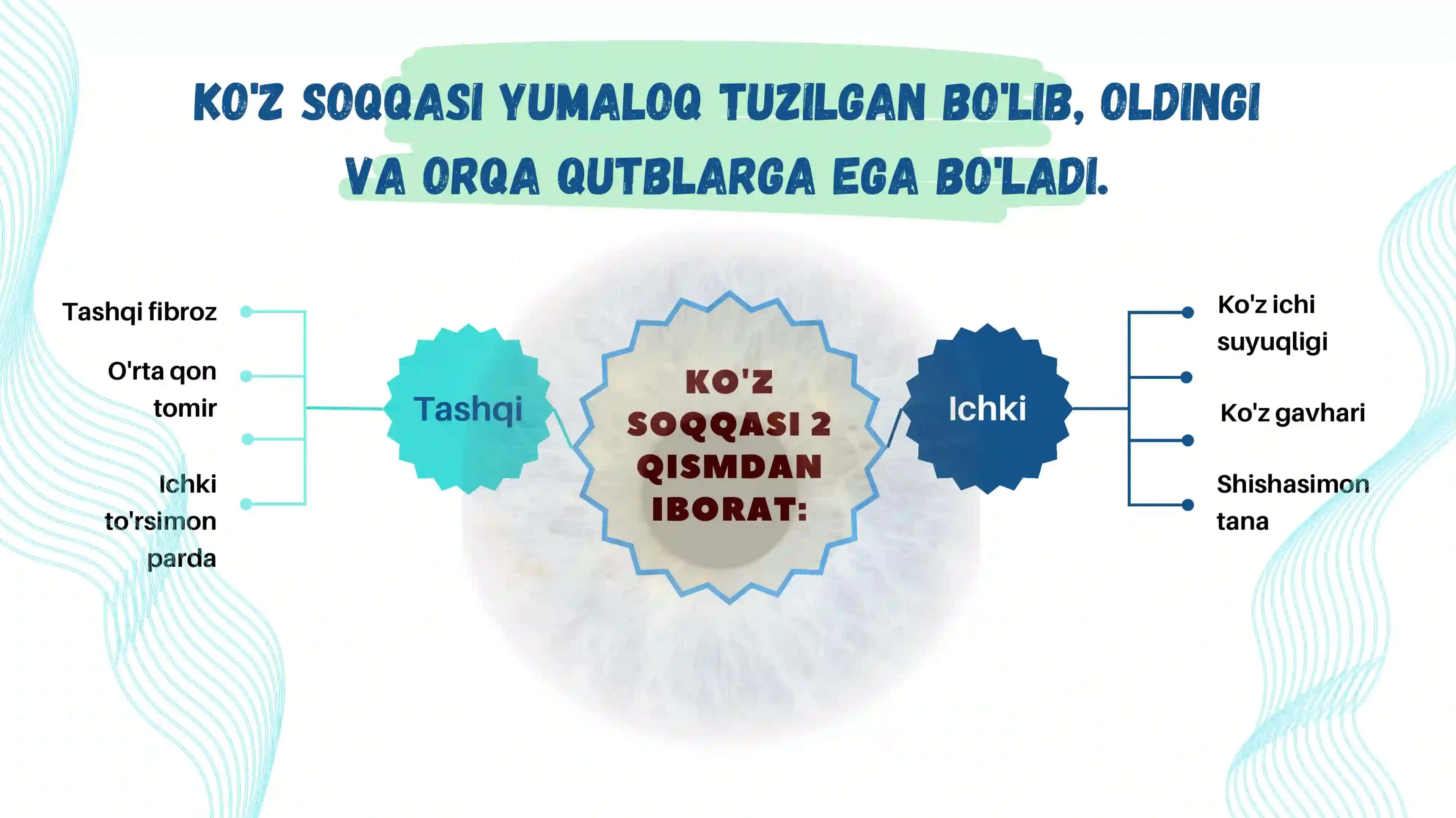 Ko'rish va Eshitish Organlarining Xususiyati va Gigiyenasi 4