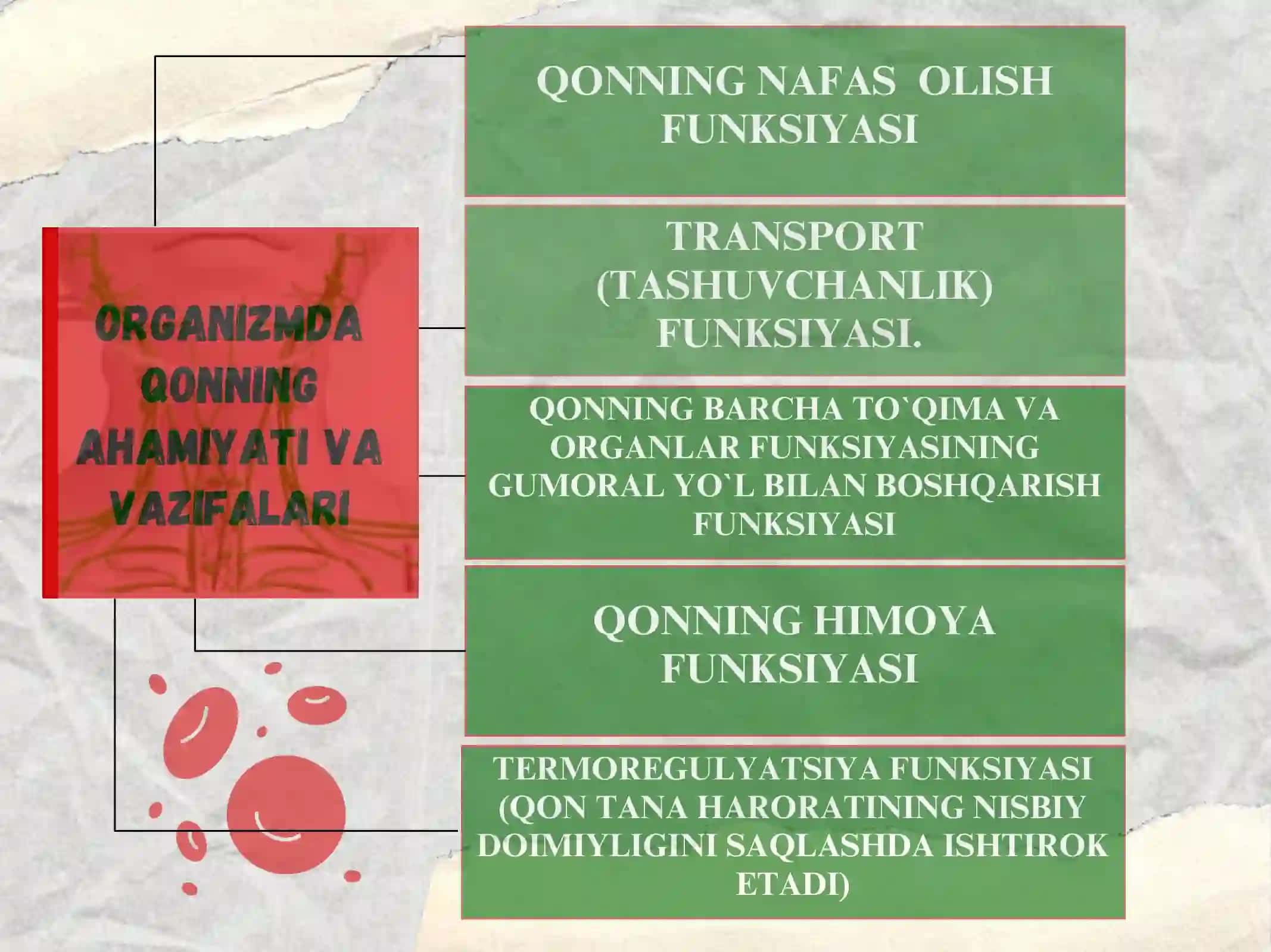 Qon aylanish tizimining yosh xususiyati va gigiyenasi 4