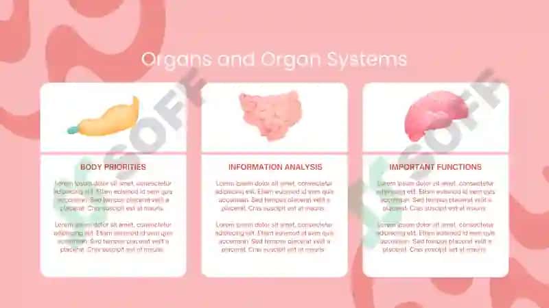 THE HUMAN BODY Studio 4