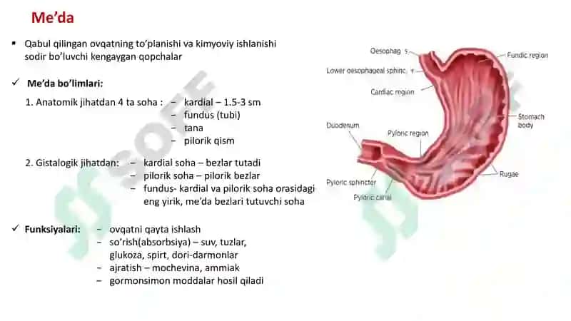Hazm sistemasi gistalogiyasi 4