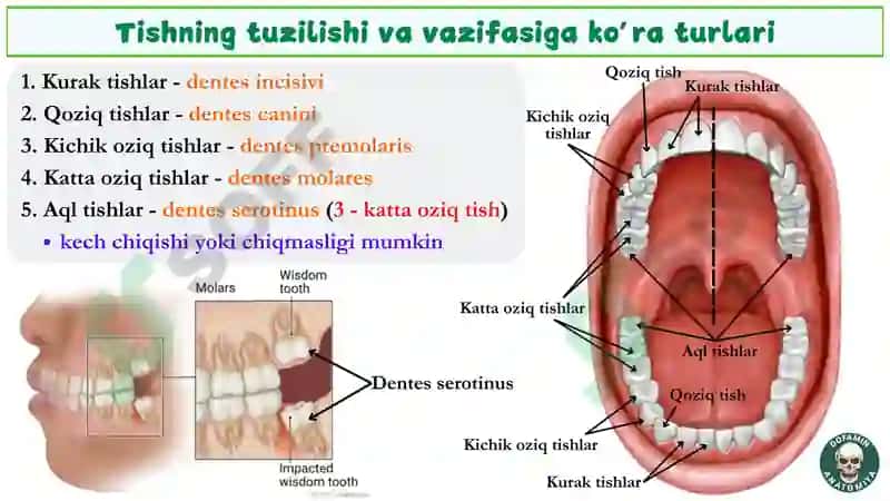 Tishlar va milk anatomiyasi 4