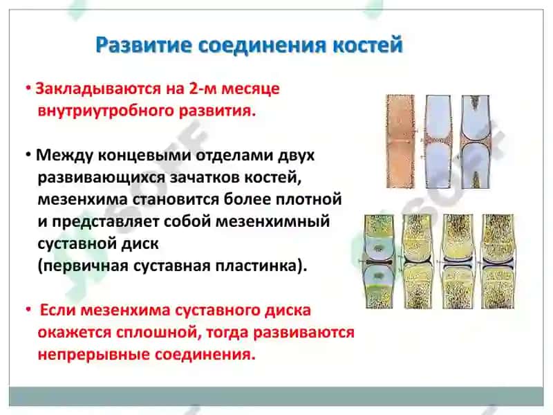 Артрология 4