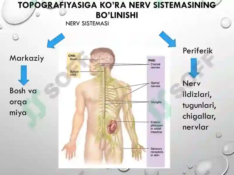 Orqa miyaning reflektor va o'tkazuvchi yo'l faoliyati, tekshirish usullari 4