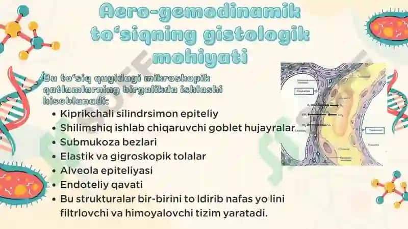 Nafas olish tizimi aero-gemodinamik to’siqlar endoteliy hujayralari ahamiyati 4