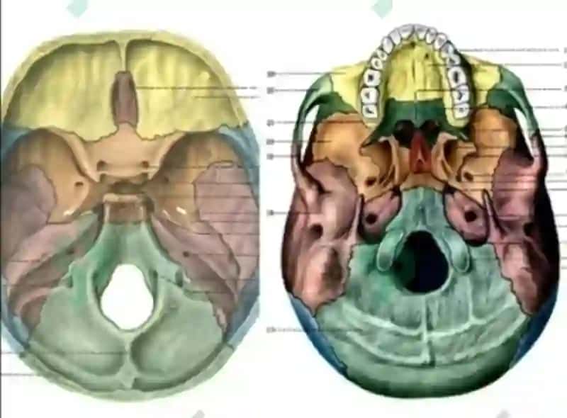 Kalla skeleti 4