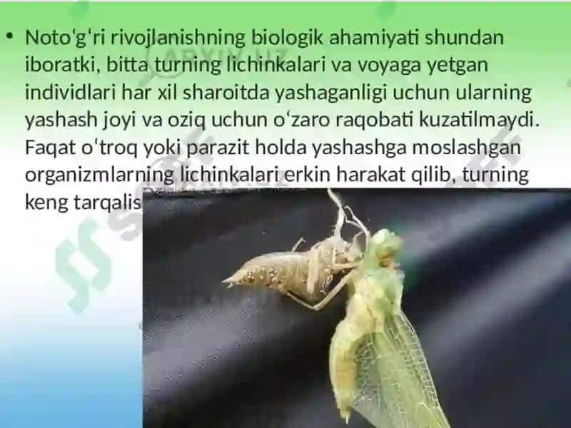 Ontogenezni postembrional davri 4