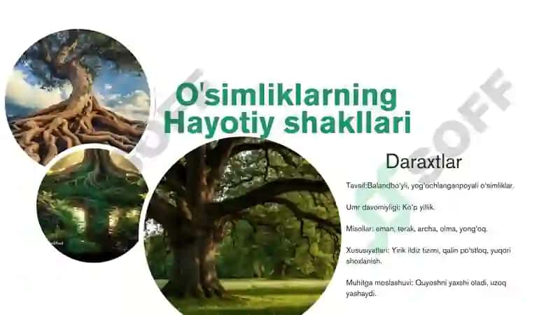 O'simliklarning hayotiy shakllarini o'rganish va tahlil qilish 4