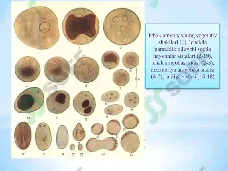Entamoeba coli, Ichak amyobasining vegetativ shakllari 4