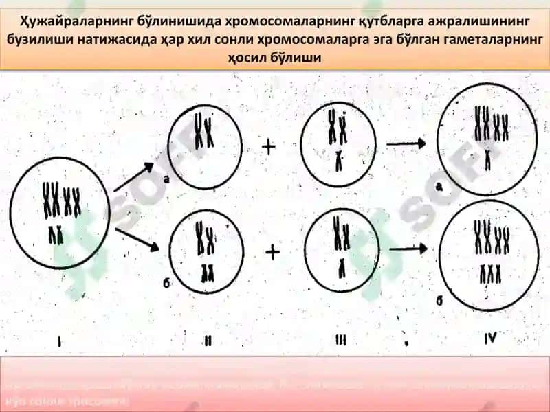 IRSIY O’ZGARUVCHANLIK 4