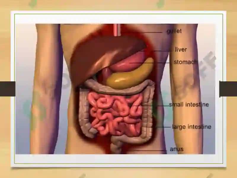 Kumushoyning Gistalogiya sitalogiya embriologiya taqdimoti 4