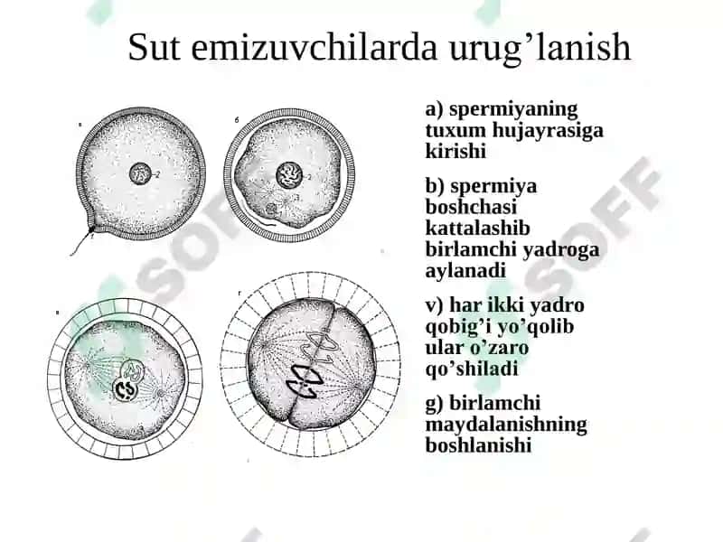 Ontogenezning embrional davri 4