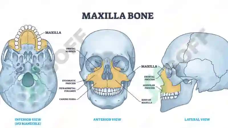 Yuqori jag‘ anatomiyasi Maxilla 4