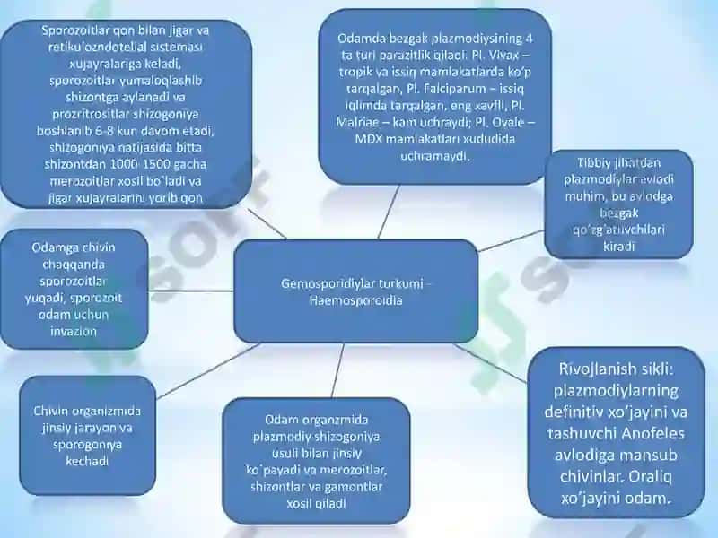SPORALILAR – ODAM PARAZITLARI. BEZGAK QOʻZGʻATUVCHILARI VA TOKSOPLAZMA 4