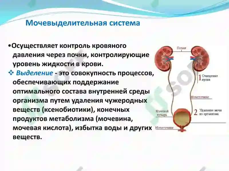 Функциональная анатомия мочевыделительной системы 4