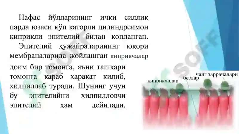 НАФАС ОЛИШ / nafas olish 5