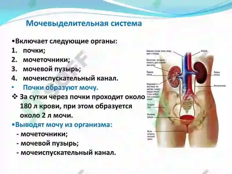 Функциональная анатомия мочевыделительной системы 5