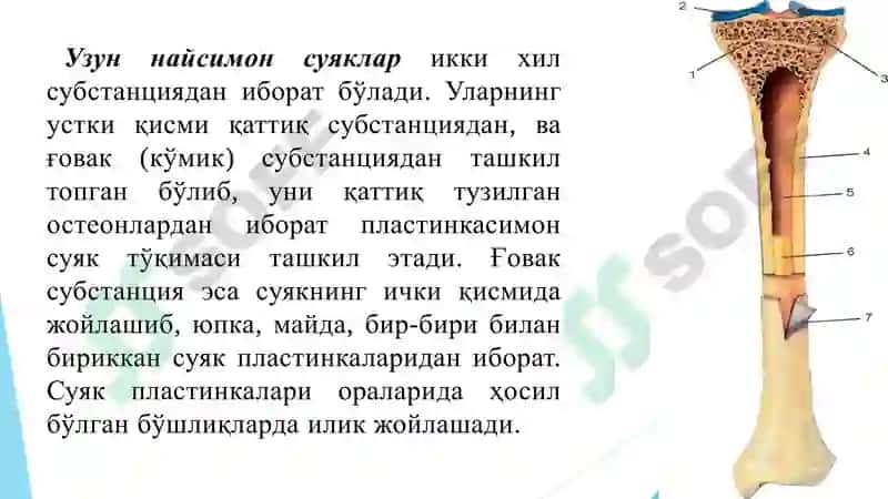 ОСТИОЛОГИЯ 5