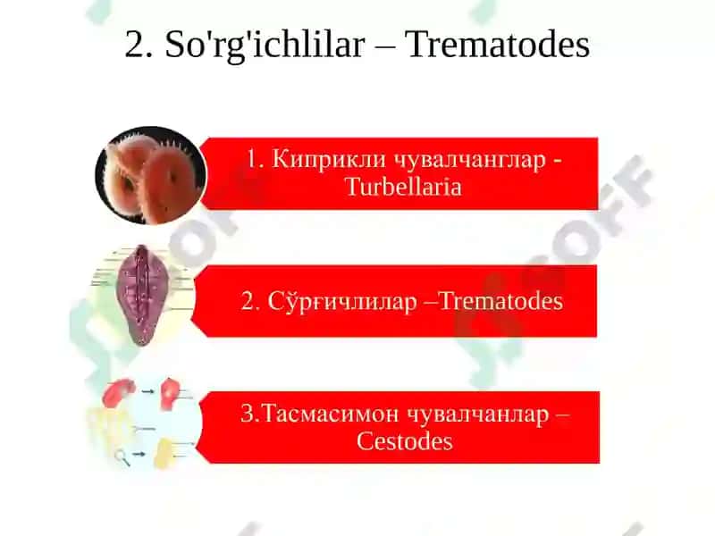 Trematodes 6