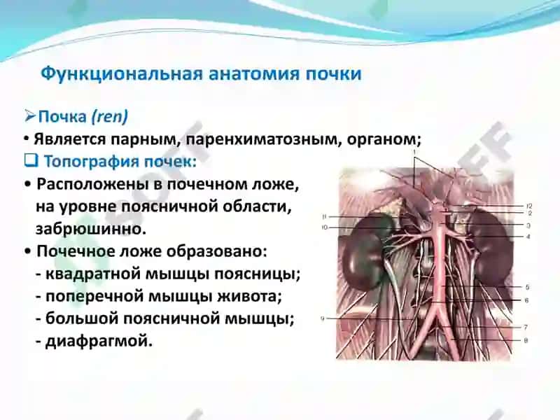 Функциональная анатомия мочевыделительной системы 6