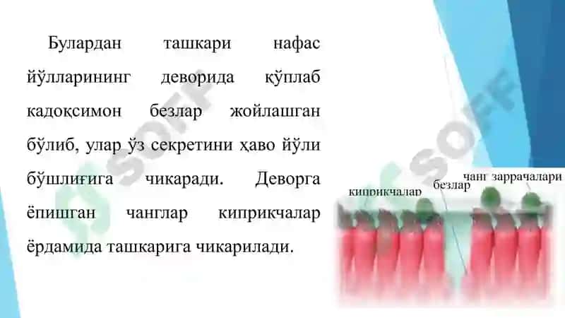 НАФАС ОЛИШ / nafas olish 6