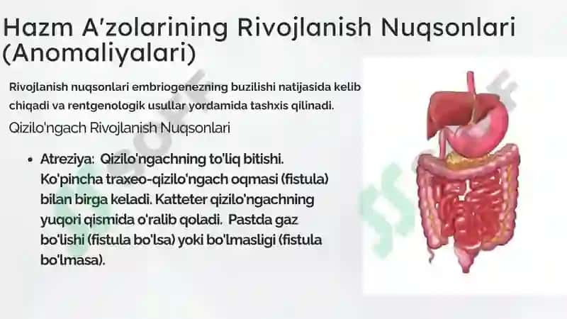 Hazm a’zolarini rentgenologik tekshirish 6