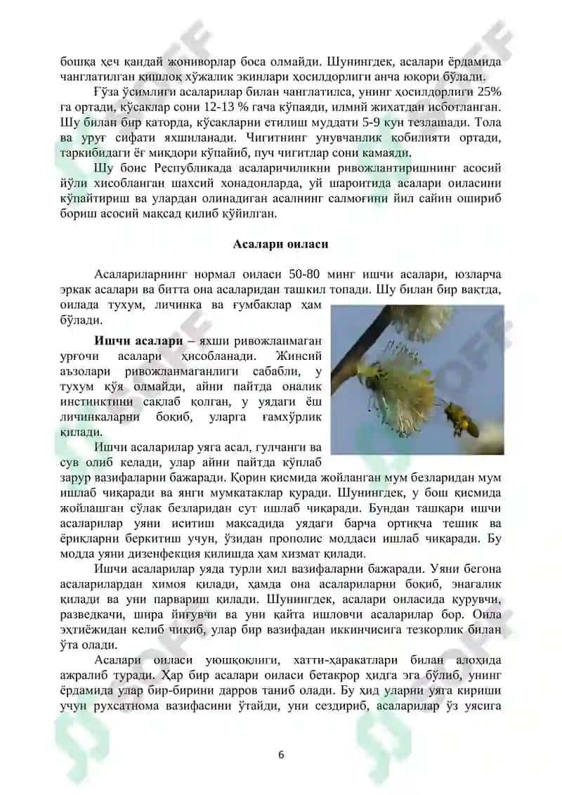 Uy sharoitida asalarichilik uchun tavsiyanoma 6