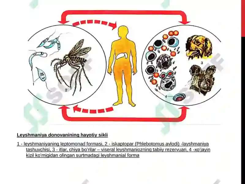 Leyshmaniyalar avlodi (Leishmania) 6