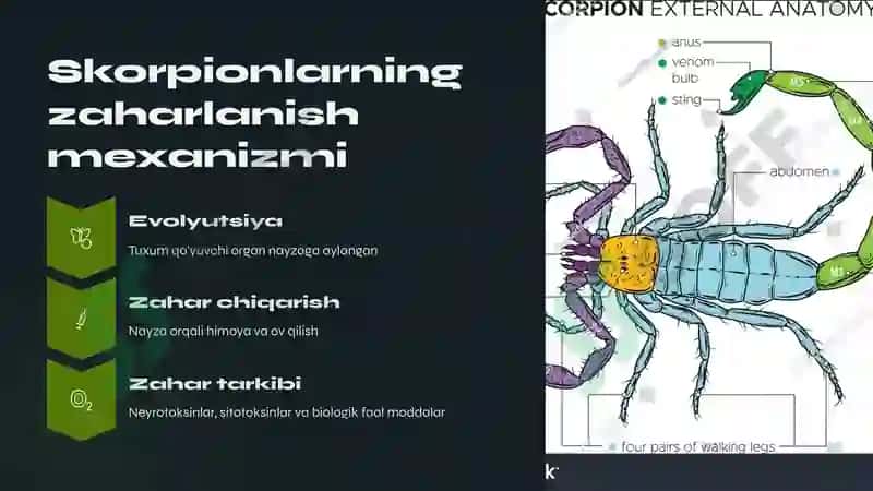 Zaxarli boʼgʼim oyoqlilar 6