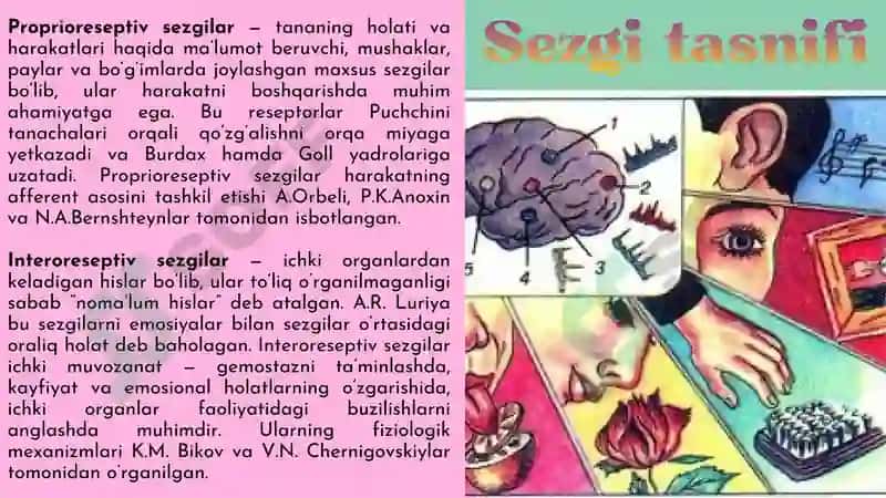 Sezgi Haqida Umumiy tushuncha 7