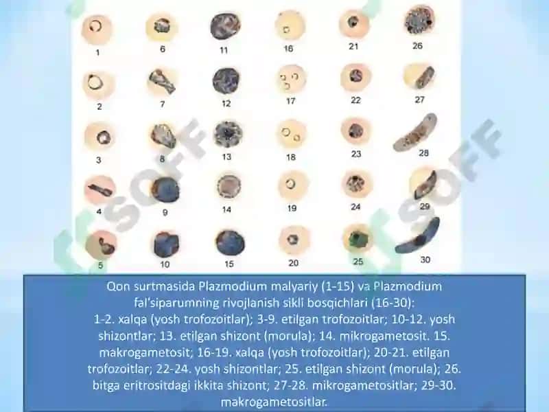 SPORALILAR – ODAM PARAZITLARI. BEZGAK QOʻZGʻATUVCHILARI VA TOKSOPLAZMA 7