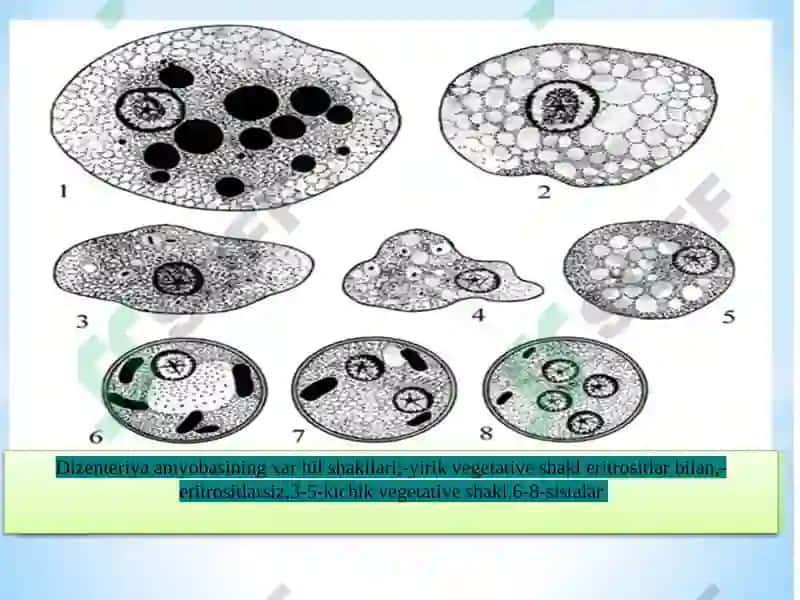 Entamoeba coli, Ichak amyobasining vegetativ shakllari 7