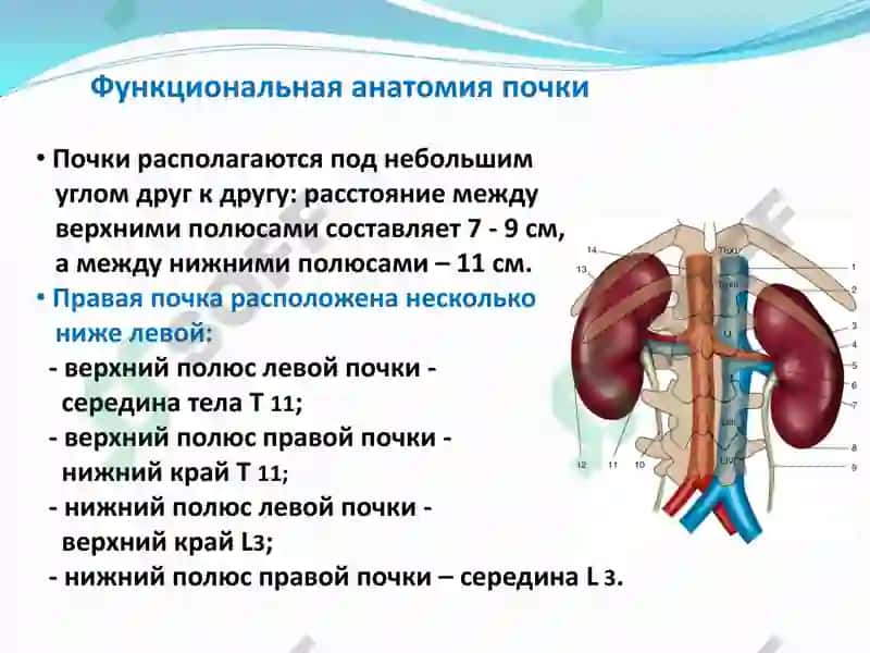 Функциональная анатомия мочевыделительной системы 7