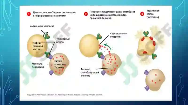 Mikrobiologiya mustaqil ish 8