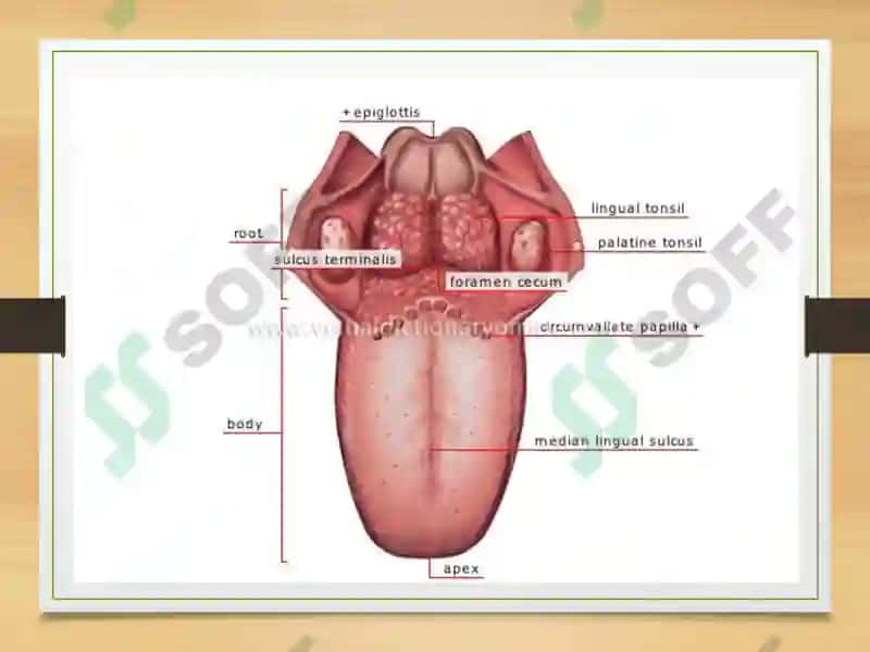 Kumushoyning Gistalogiya sitalogiya embriologiya taqdimoti 8