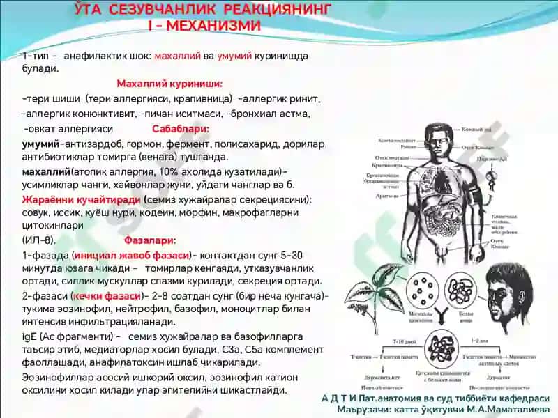 Immunopatologik jarayonlar rivojlanish mexanizmlari 8