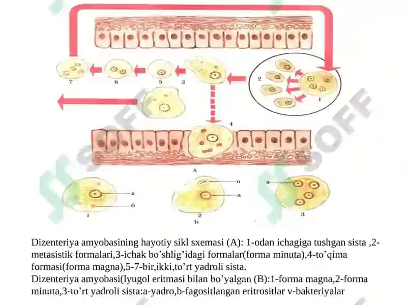 Entamoeba coli, Ichak amyobasining vegetativ shakllari 8